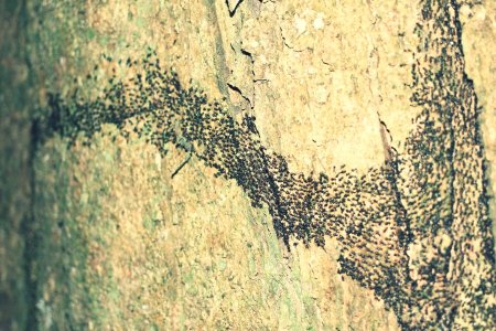 mravenci termiti
